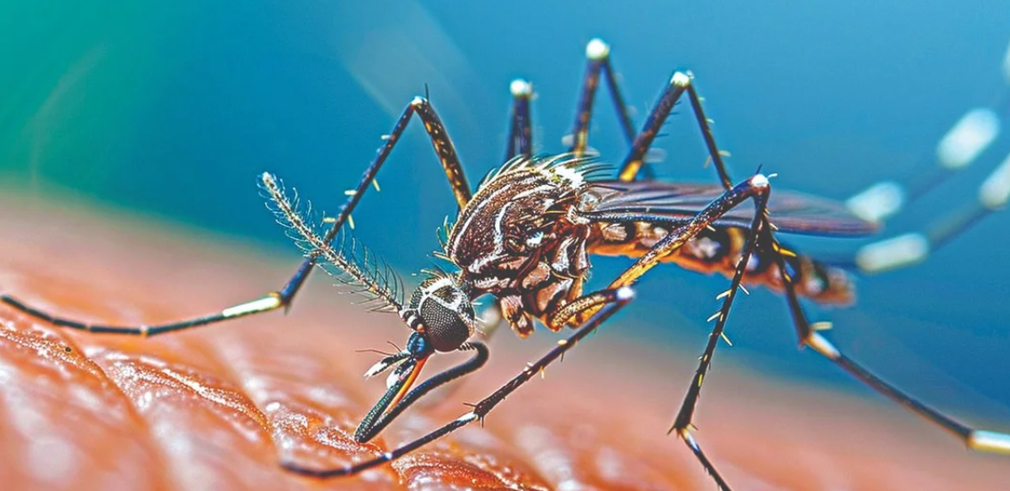 dengue, emergencia sanitaria, Congreso de Nuevo León, brote de dengue, salud pública, Nuevo León, crisis sanitaria,