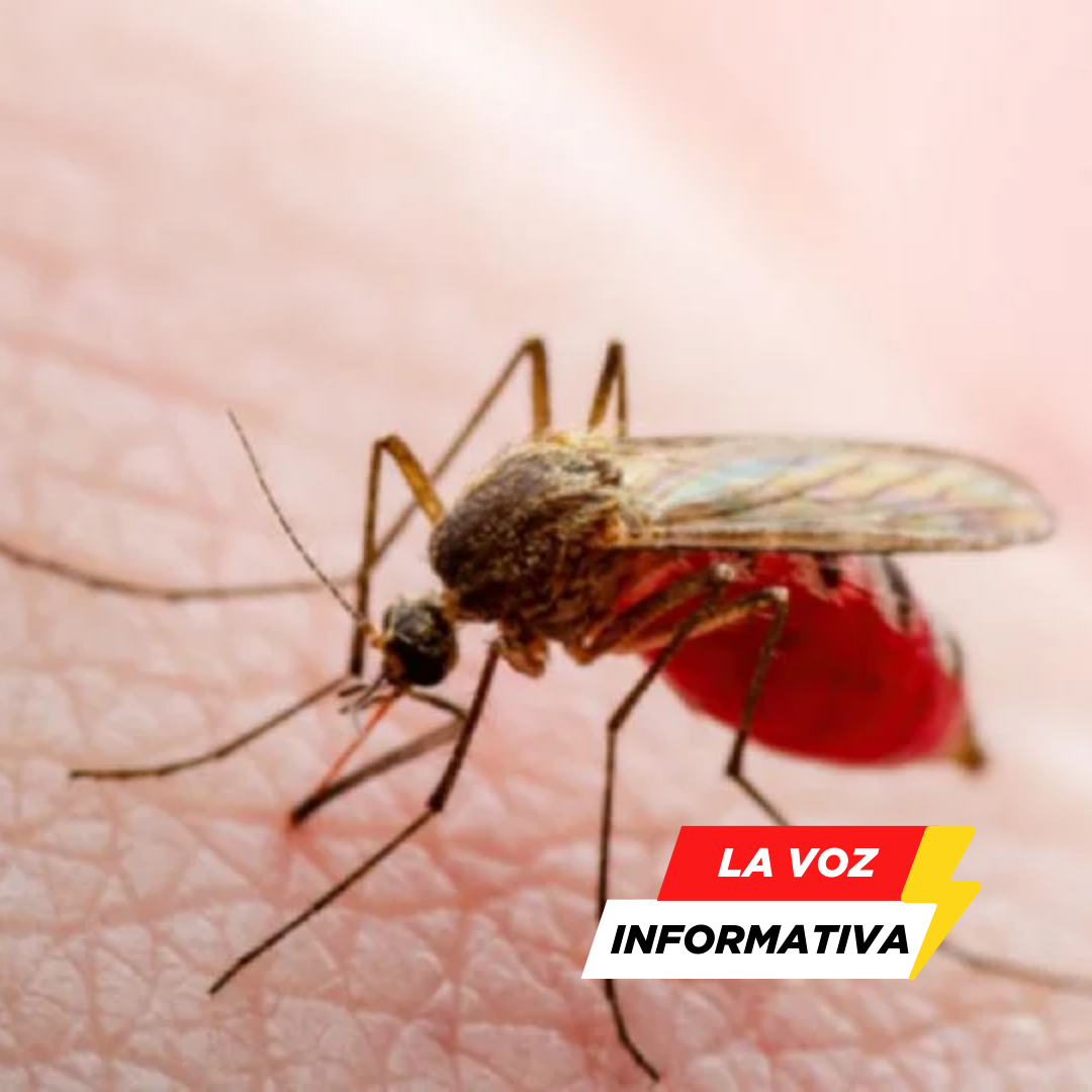 dengue en Nuevo León, aumento de defunciones, salud pública, brote de dengue, enfermedades transmitidas por mosquitos, Nuevo León, mortalidad,