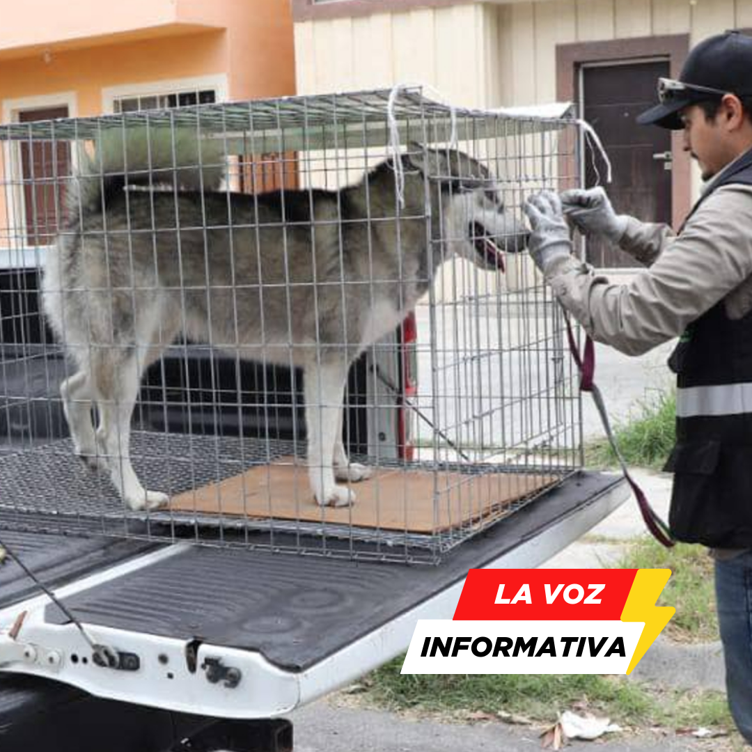 Un perro callejero, identificado como Greñas, fue rescatado en el municipio de Montemorelos, Nuevo León, después de ser encontrado con signos evidentes de abuso extremo.